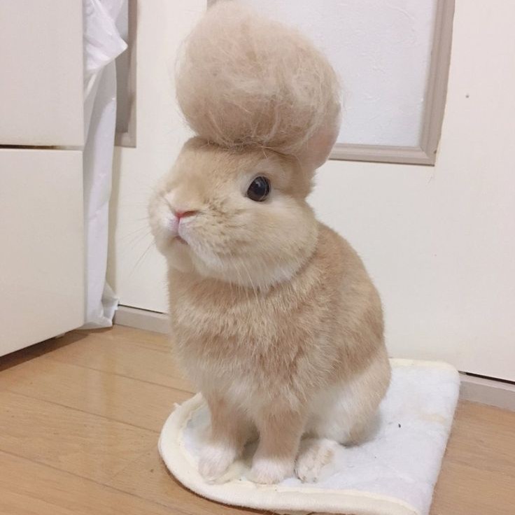 Кролик декоративный (гигиена)