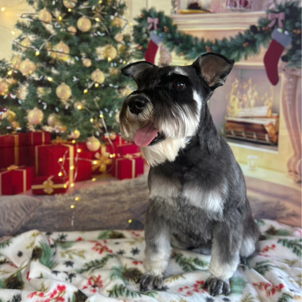 Цвергшнауцер    Комплекс (стрижка)