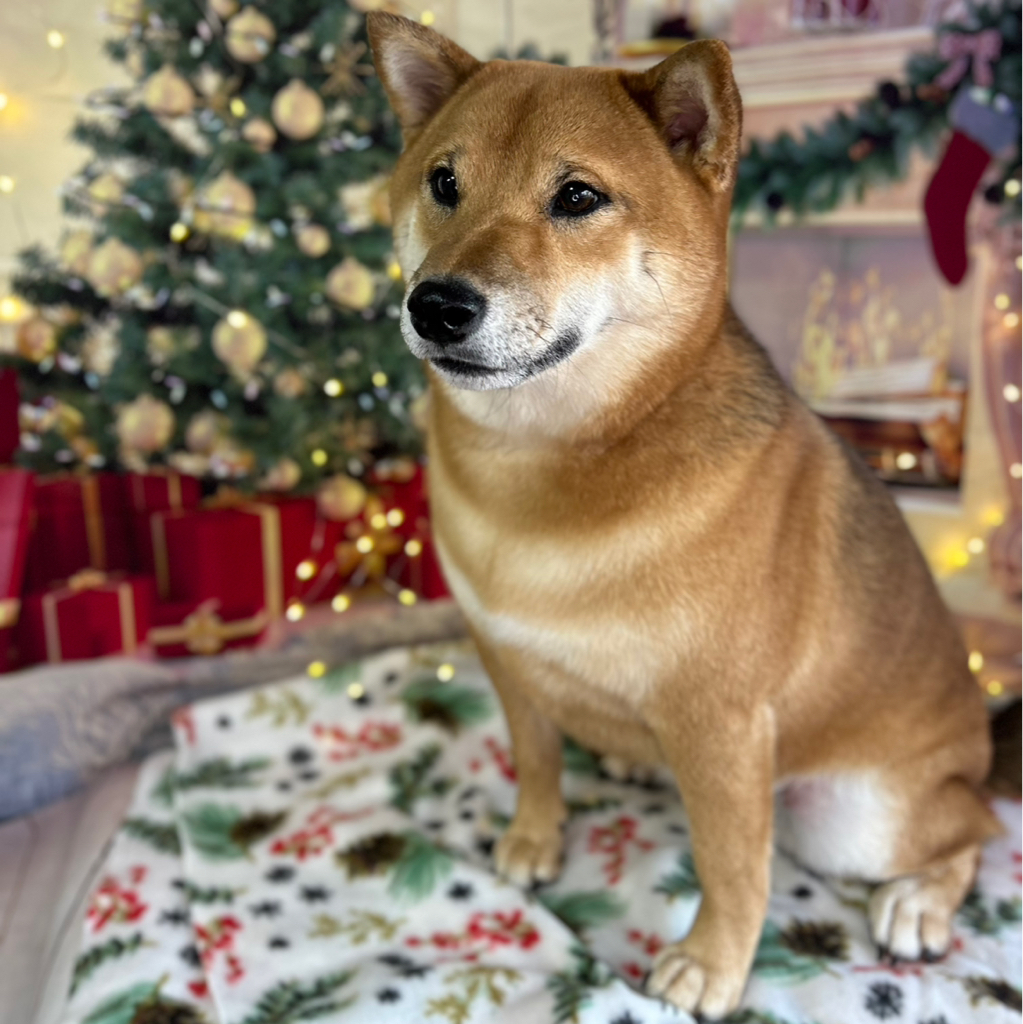 Сиба-ину купание