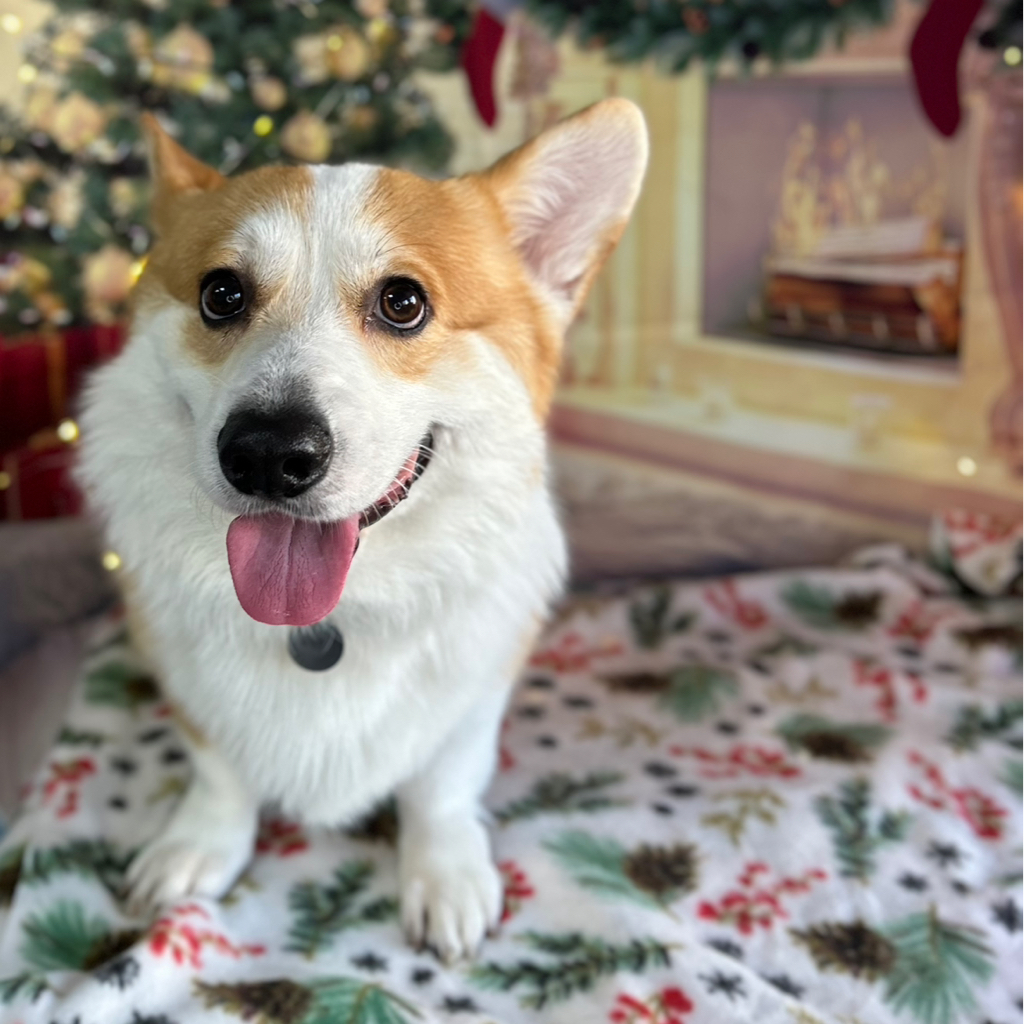 Корги  Экспресс -Линька