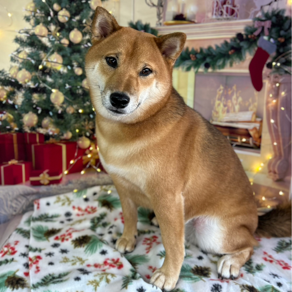 Сиба-ину экспресс-линька