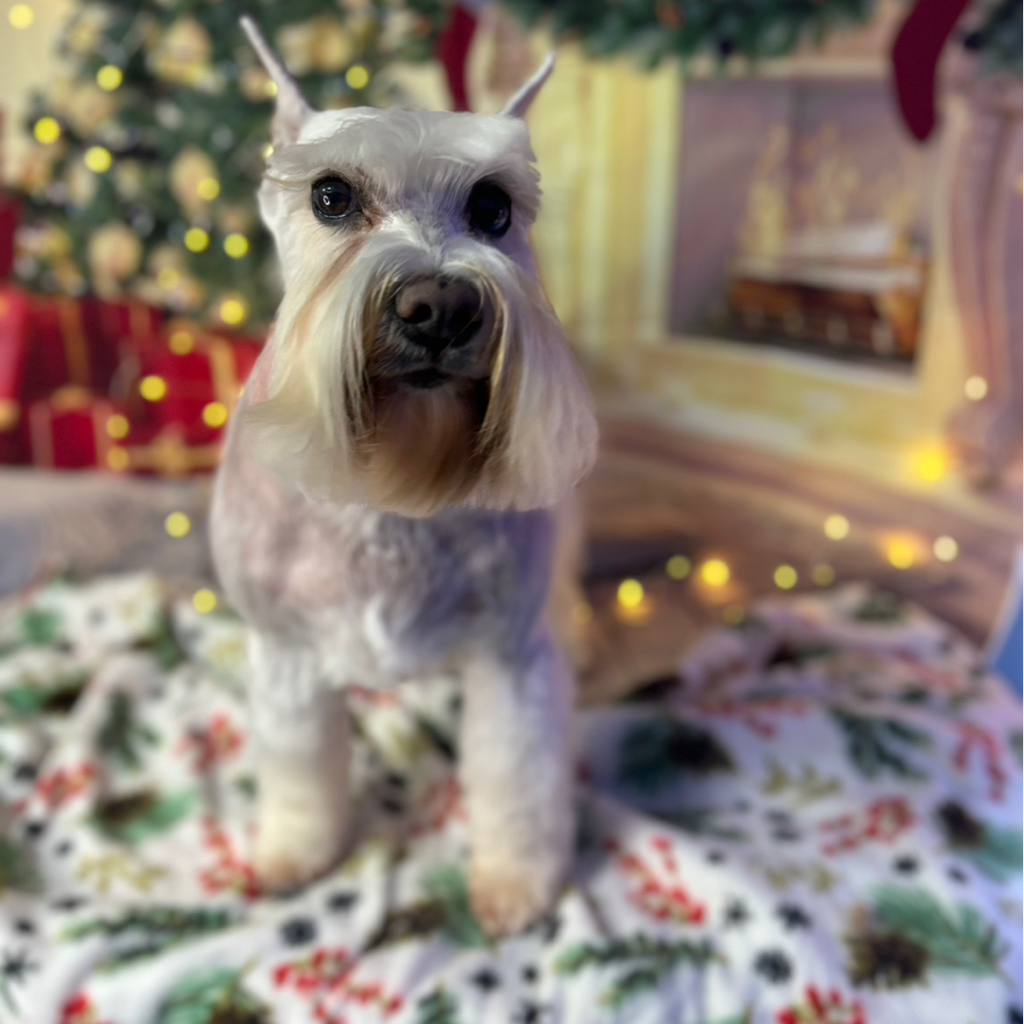 Цвергшнауцер Тримминг