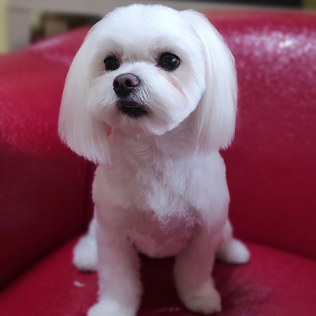 Мальтийская Болонка   Комплекс