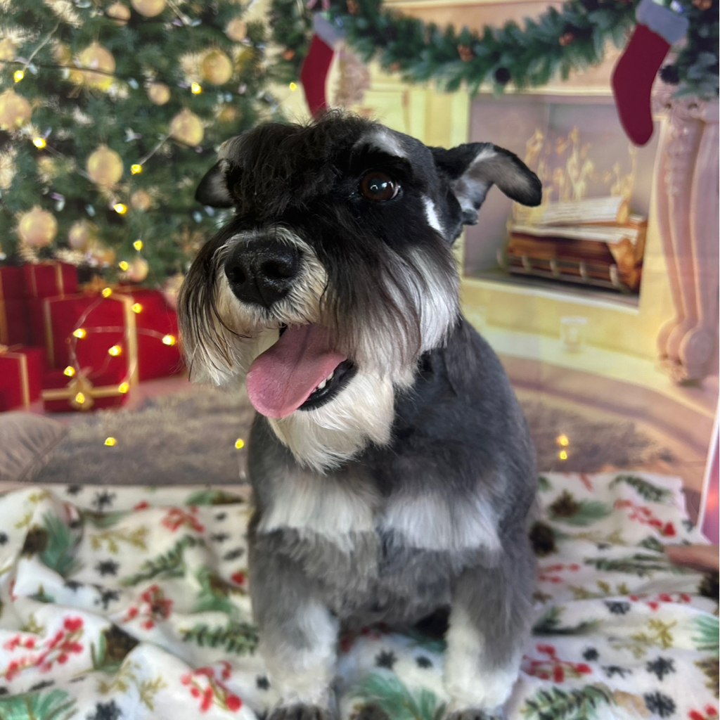 Цвергшнауцер ролинг