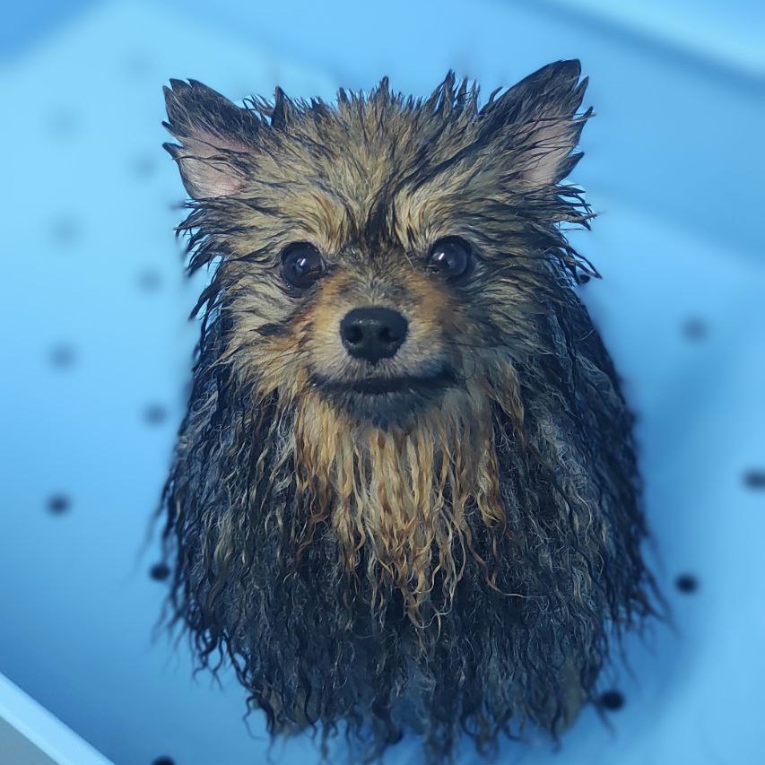 Шпиц маска для шерсти