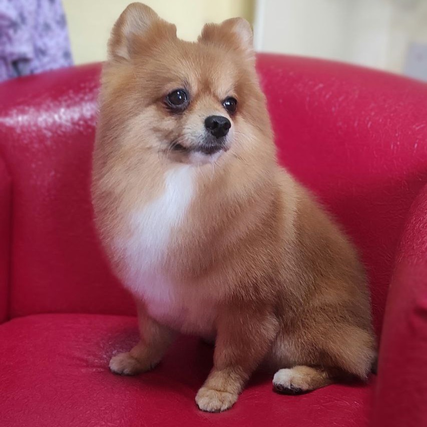 Шпиц   Гигиена+Купание