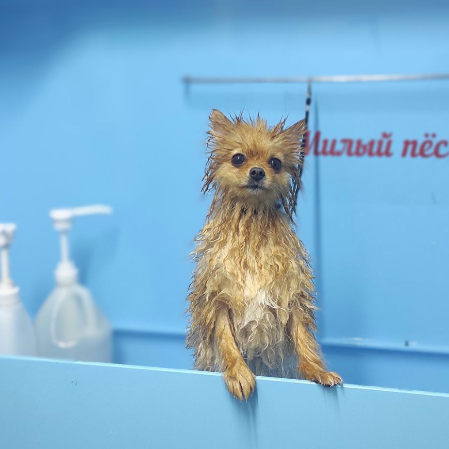 Шпиц купание