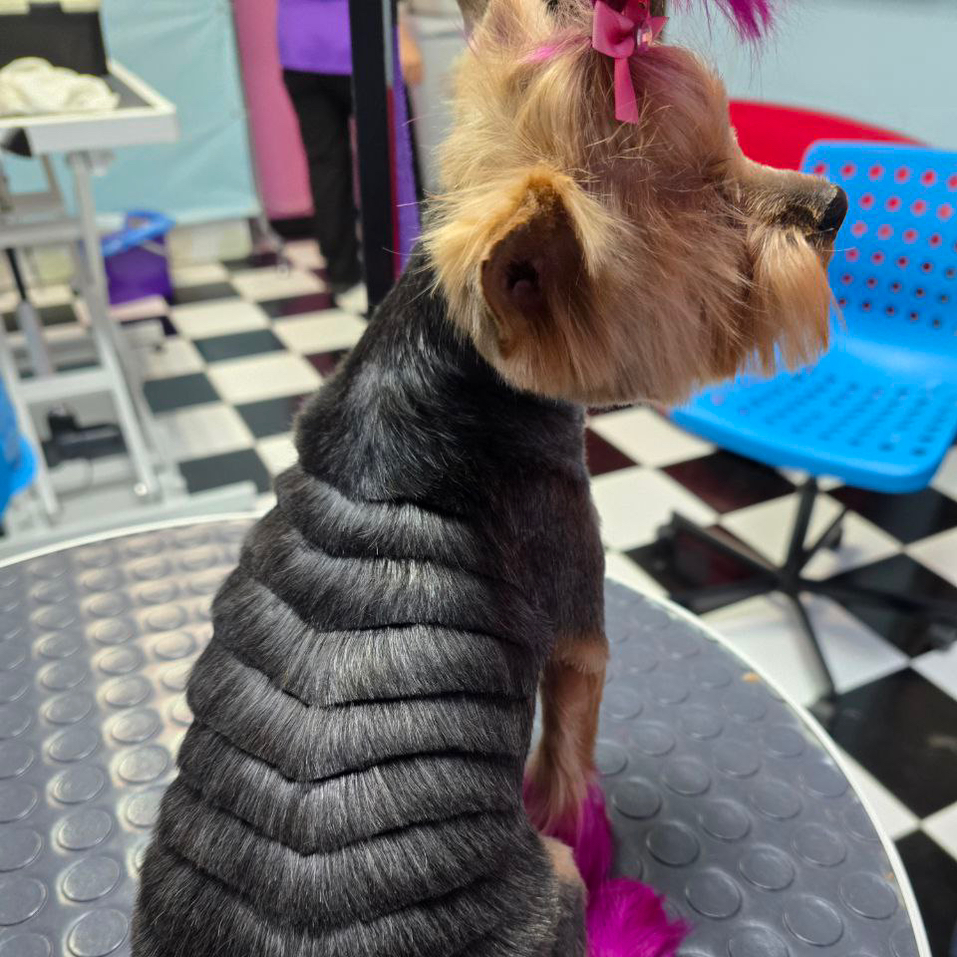 Йорк/Бивер Стрижка под шиншиллу