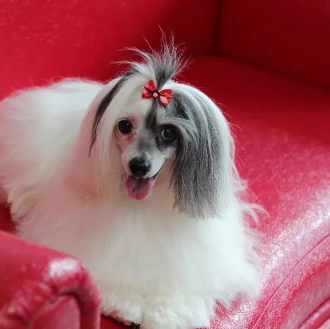 Китайская Хохлатая  Гигиена