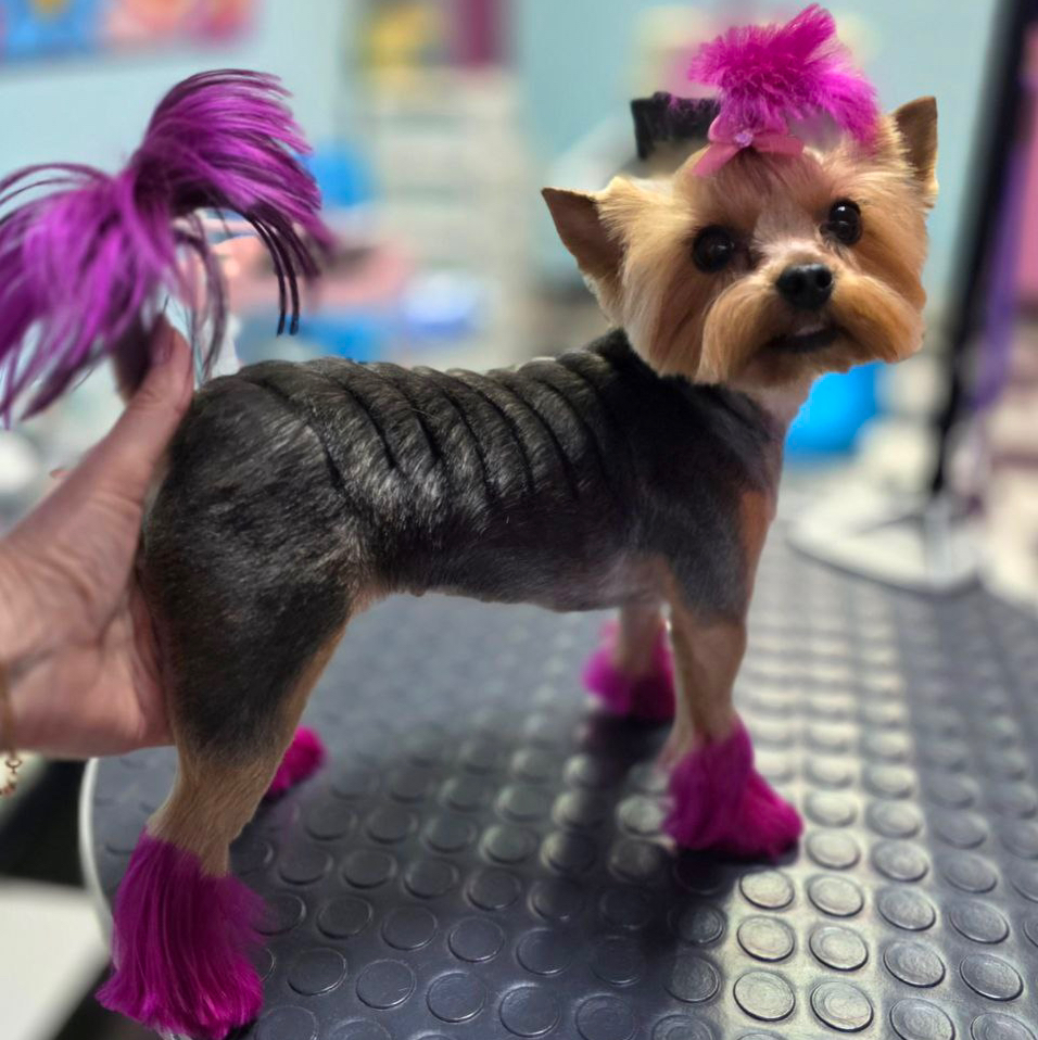 Йорк/Бивер Креативное окрашивание