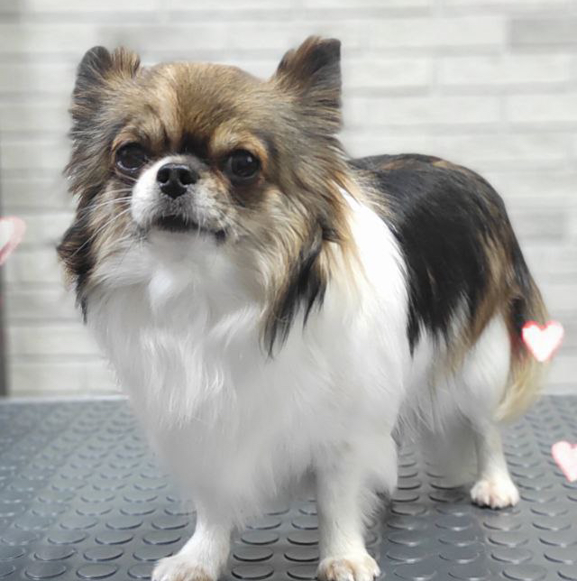 Чихуахуа   Гигиена