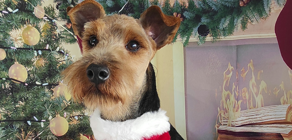 Вельштерьер комплексная стрижка