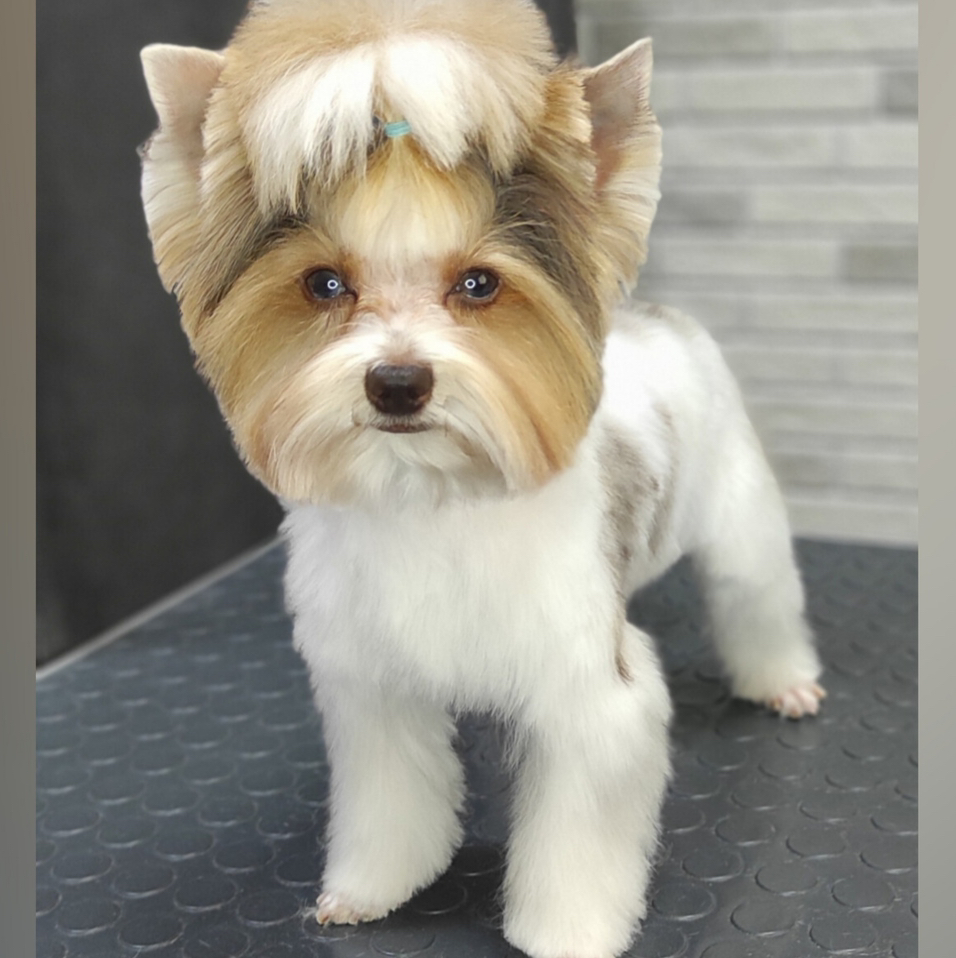 Бивер   Комплекс