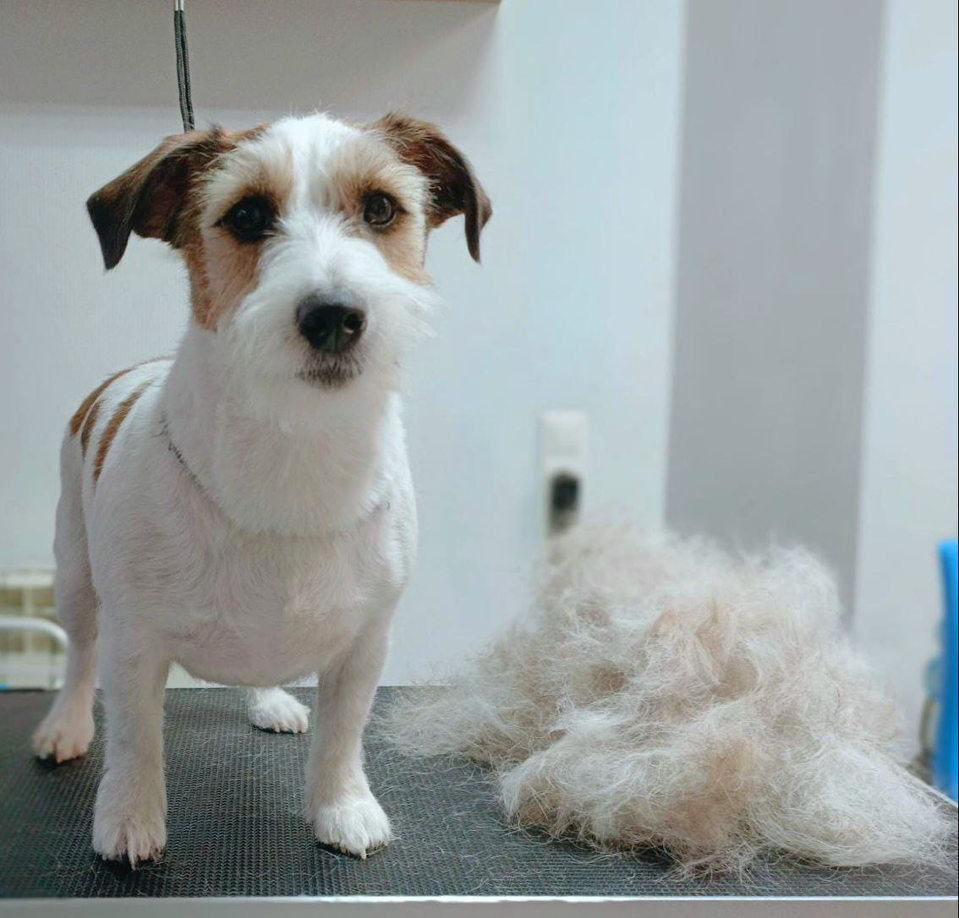 Джек-рассел экспресс-линька