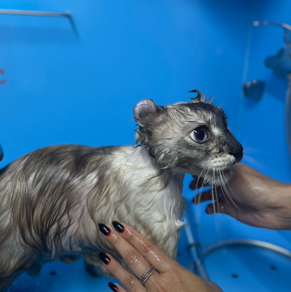 Кот Купание