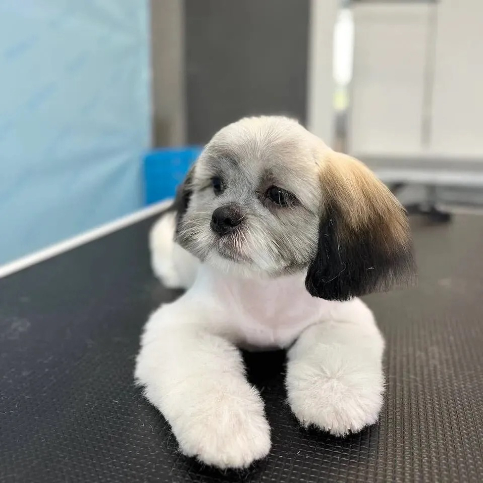 Щенячий уход ши-тцу до 6 месяцев