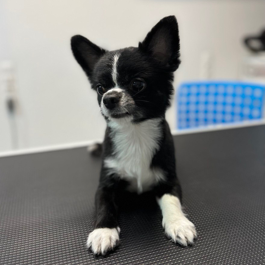 Чихуахуа стрижка