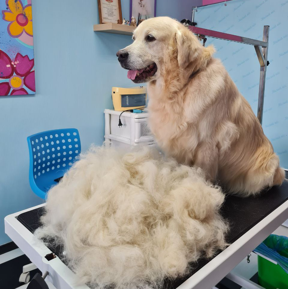 Голден Ретривер  Экспресс-Линька