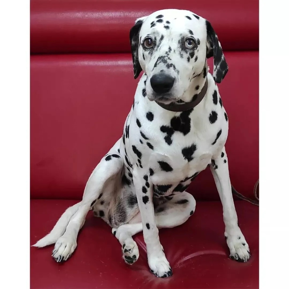 Далматинец   Экспресс-Линька