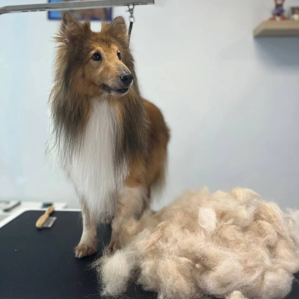 Колли экспресс-линька