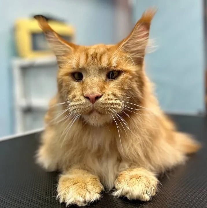 Кот Мейн-кун экспресс-линька