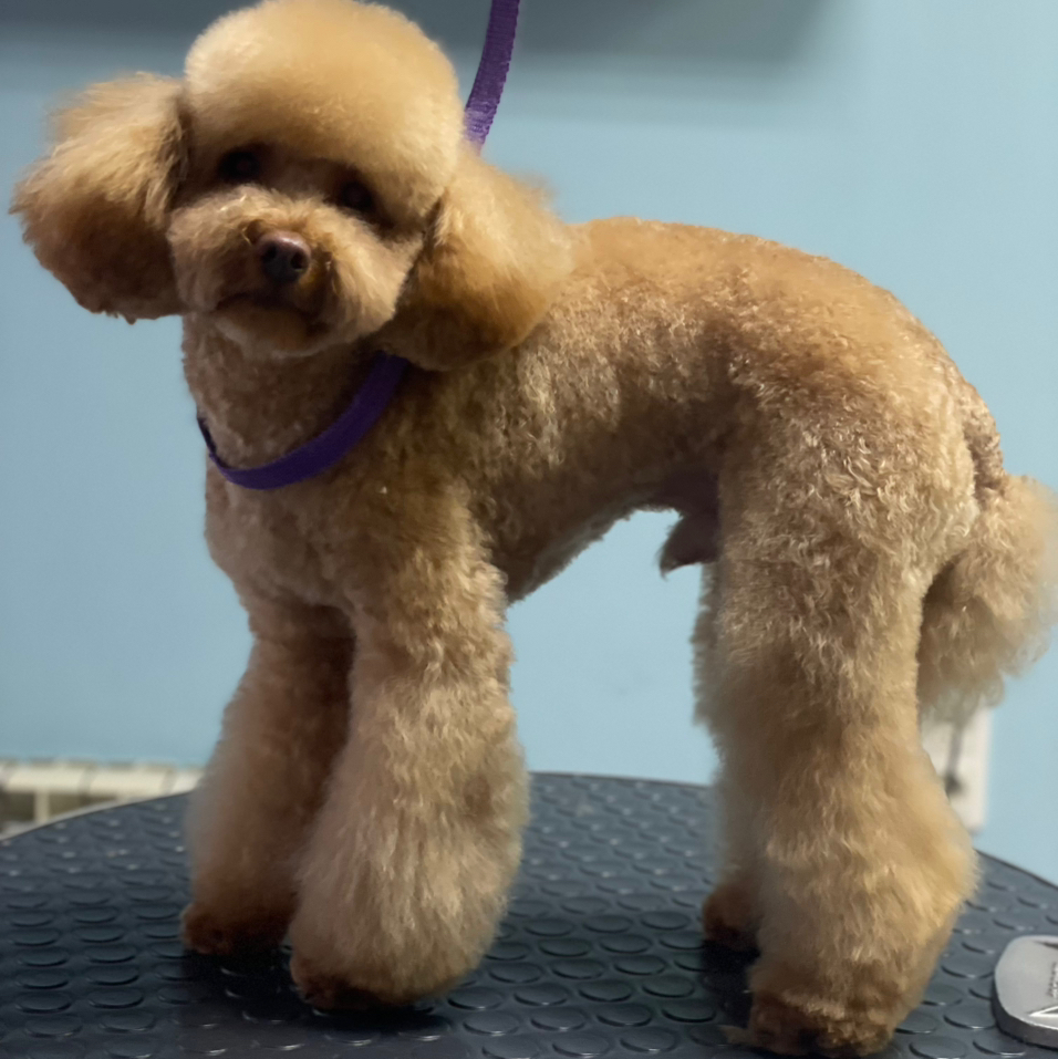 Мальтипу   Гигиена