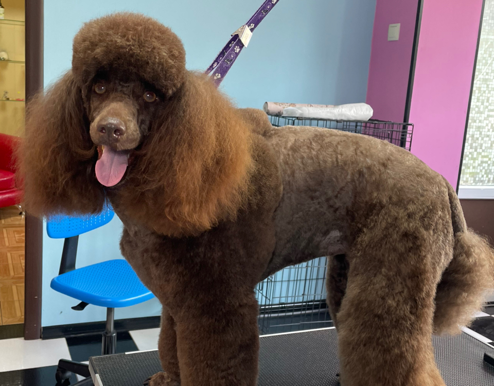 Пудель средний(10-15кг) комплекс