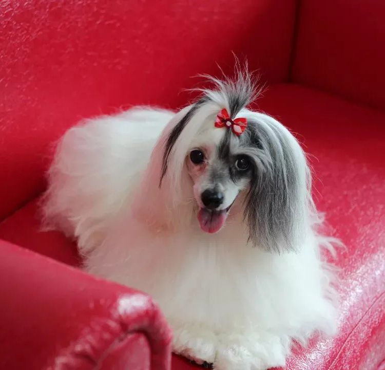 Китайская Пуховая   Комплекс