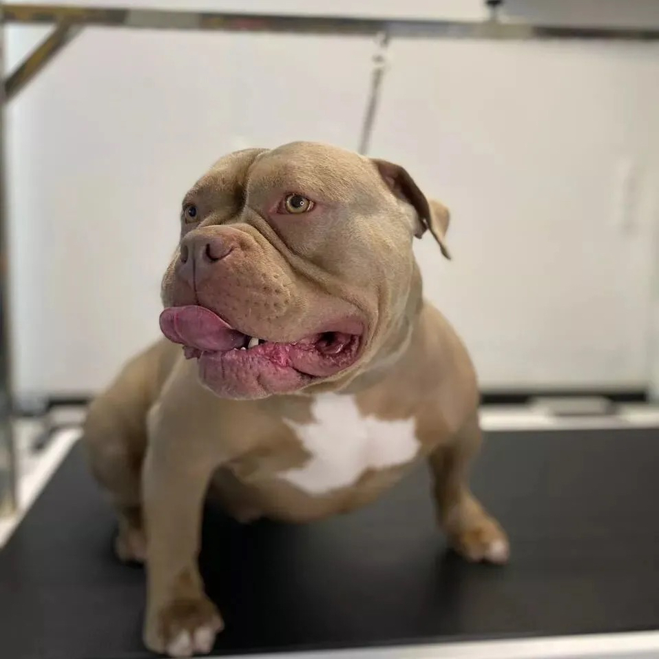 Ам Бультерьер ,стафф,англ бульдог Экспресс-Линька