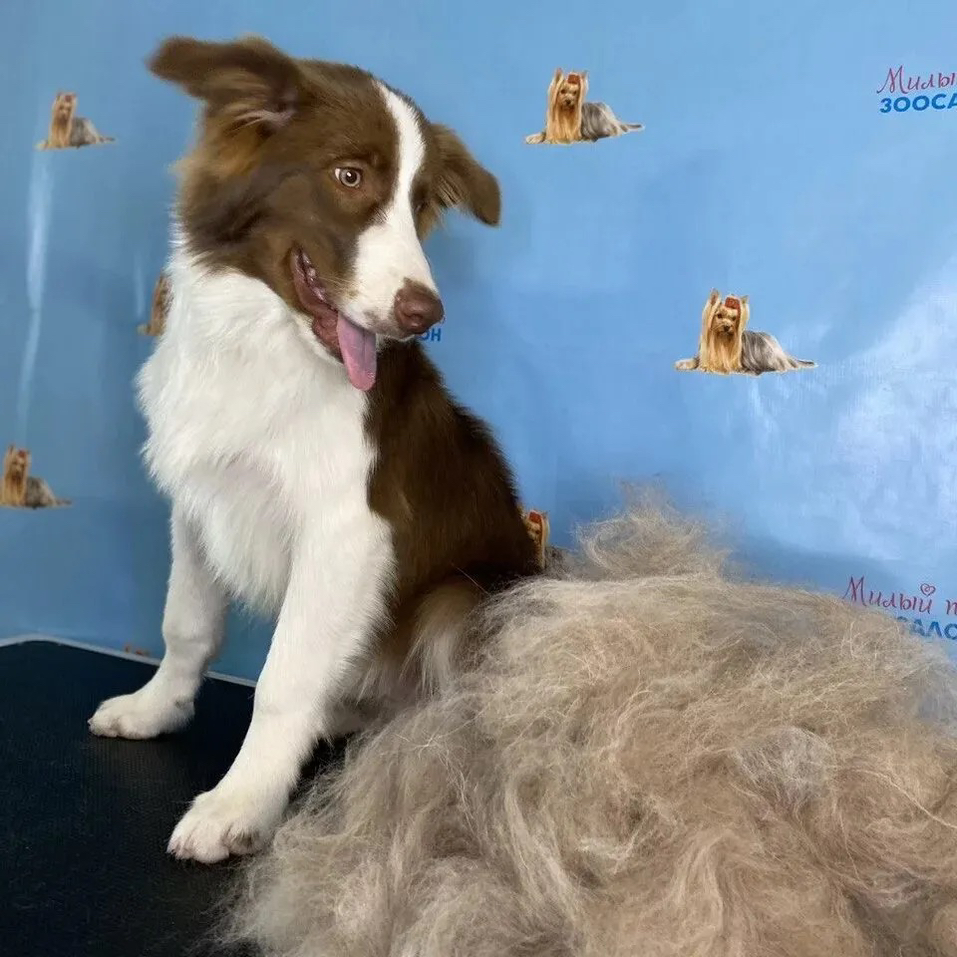 Бордер-Колли  Экспресс-Линька