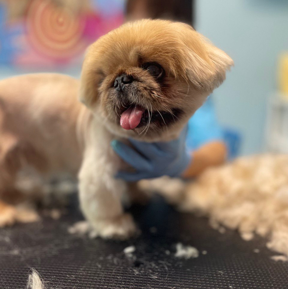 Пекинес Комплексная стрижка короткая шерсть