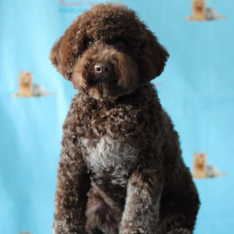 Лаготто-Романьоло   Комплекс