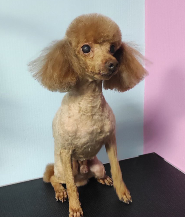 Стрижка пуделя под машинку