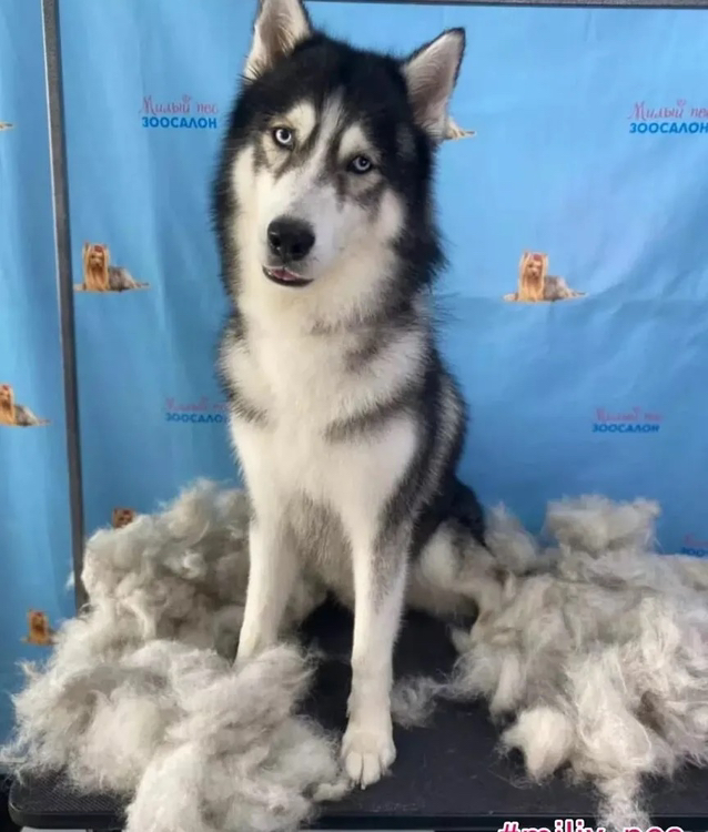 Самоед, Акита   , БШО Экспресс-Линька