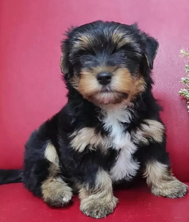 Йорк щенок компл до 6 месяцев