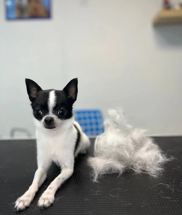 Чихуа экспресс линька