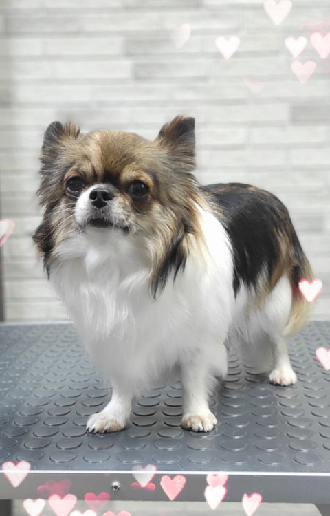 Чихуа гигиена + купан