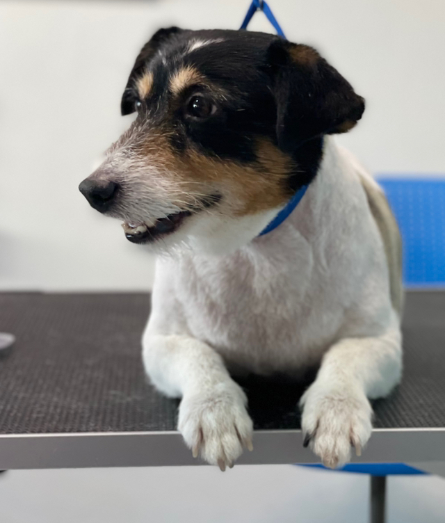 Джек расел комплекс ( стрижка )