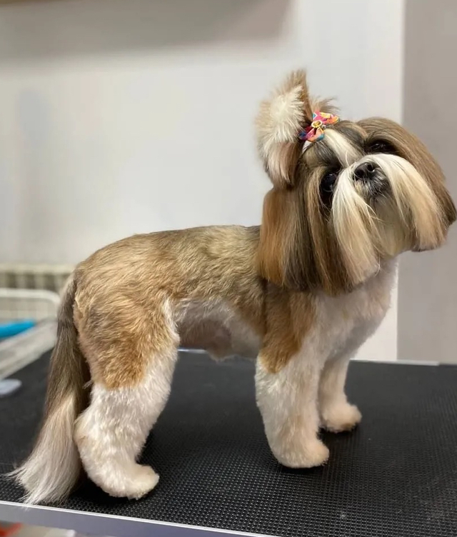 Ши-Тцу стрижка гигиеническая с купанием