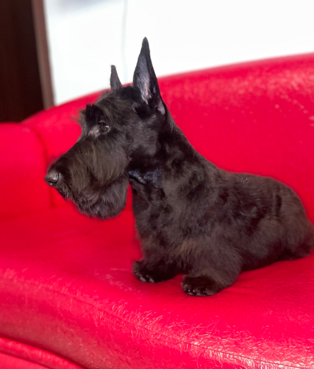 Скотч-терьер Гигиена+купание