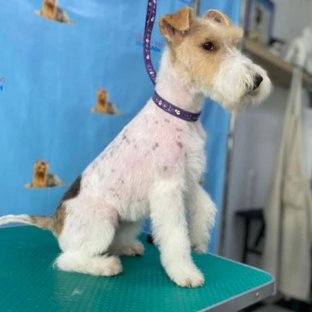 Фокстерьер жёсткошерстный стрижка