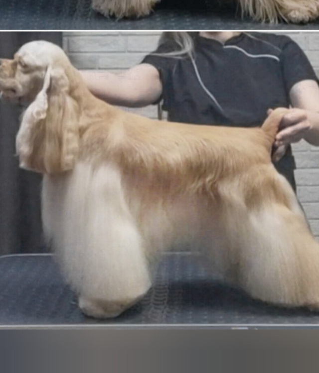 Английский /американский спаниель комплекс по породе