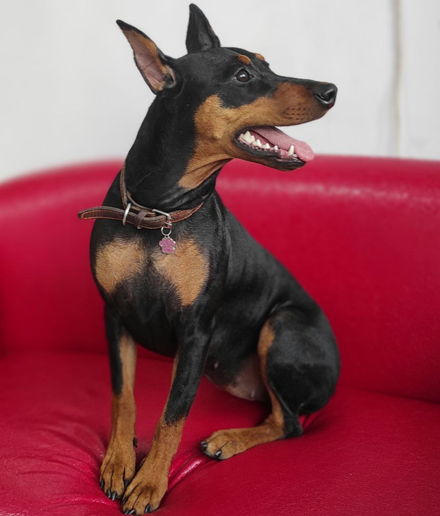 Цвергпинчер Экспресс-Линька