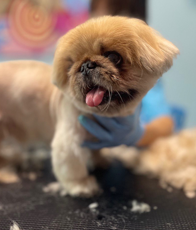 Пекинес   Стрижка