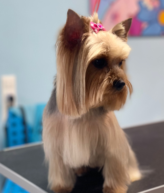 Йорк  Комплекс