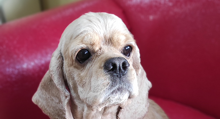 Английский/американский спаниель стрижка под машинку