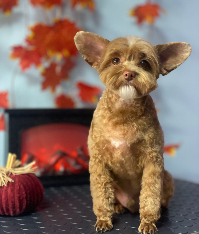 Питербургская Орхидея   Комплекс