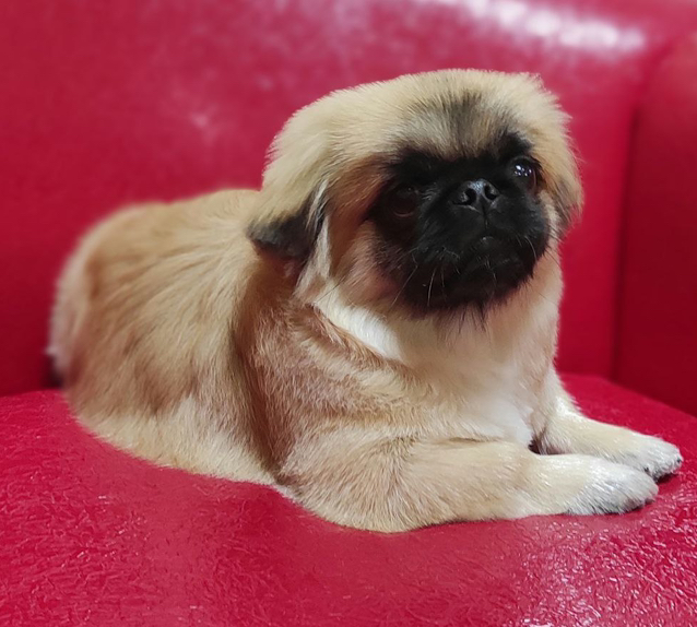 Пекинес стрижка под плюш