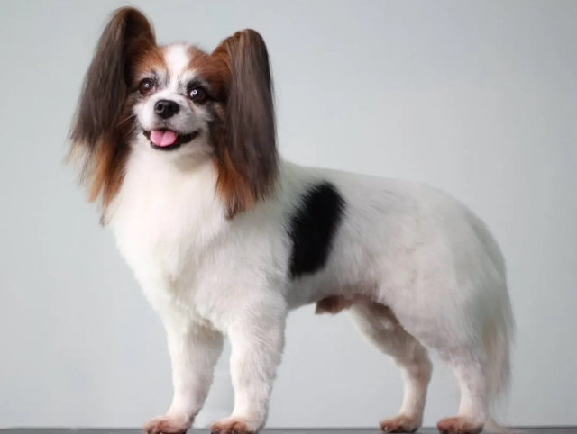 Папийон   Комплекс