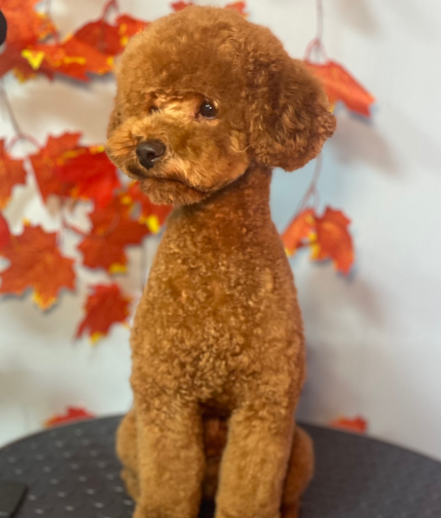 Малый  пудель(6-8кг) комплекс